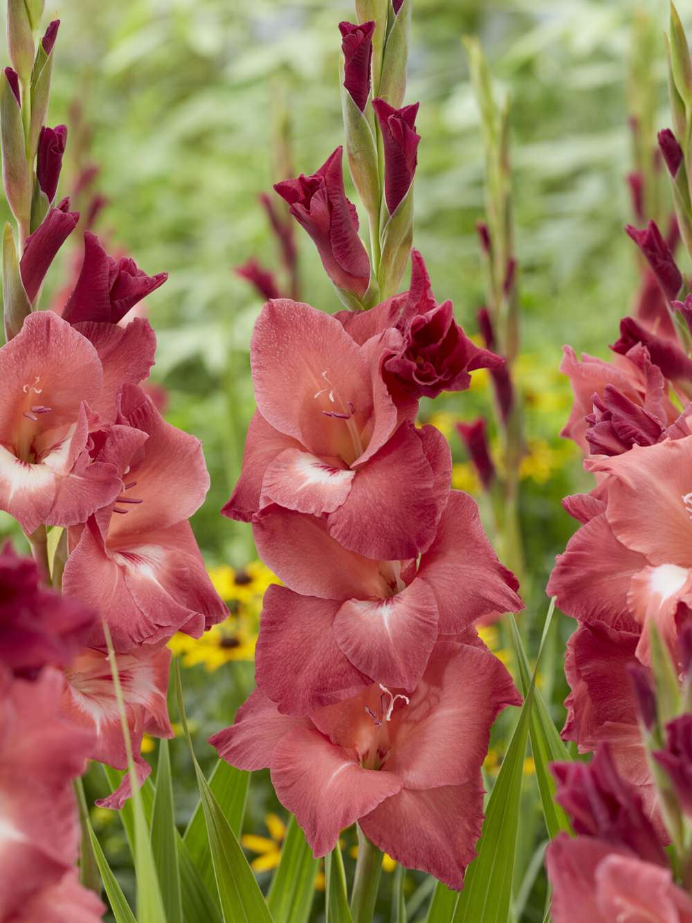 Gladiolus 'Indian Summer®'